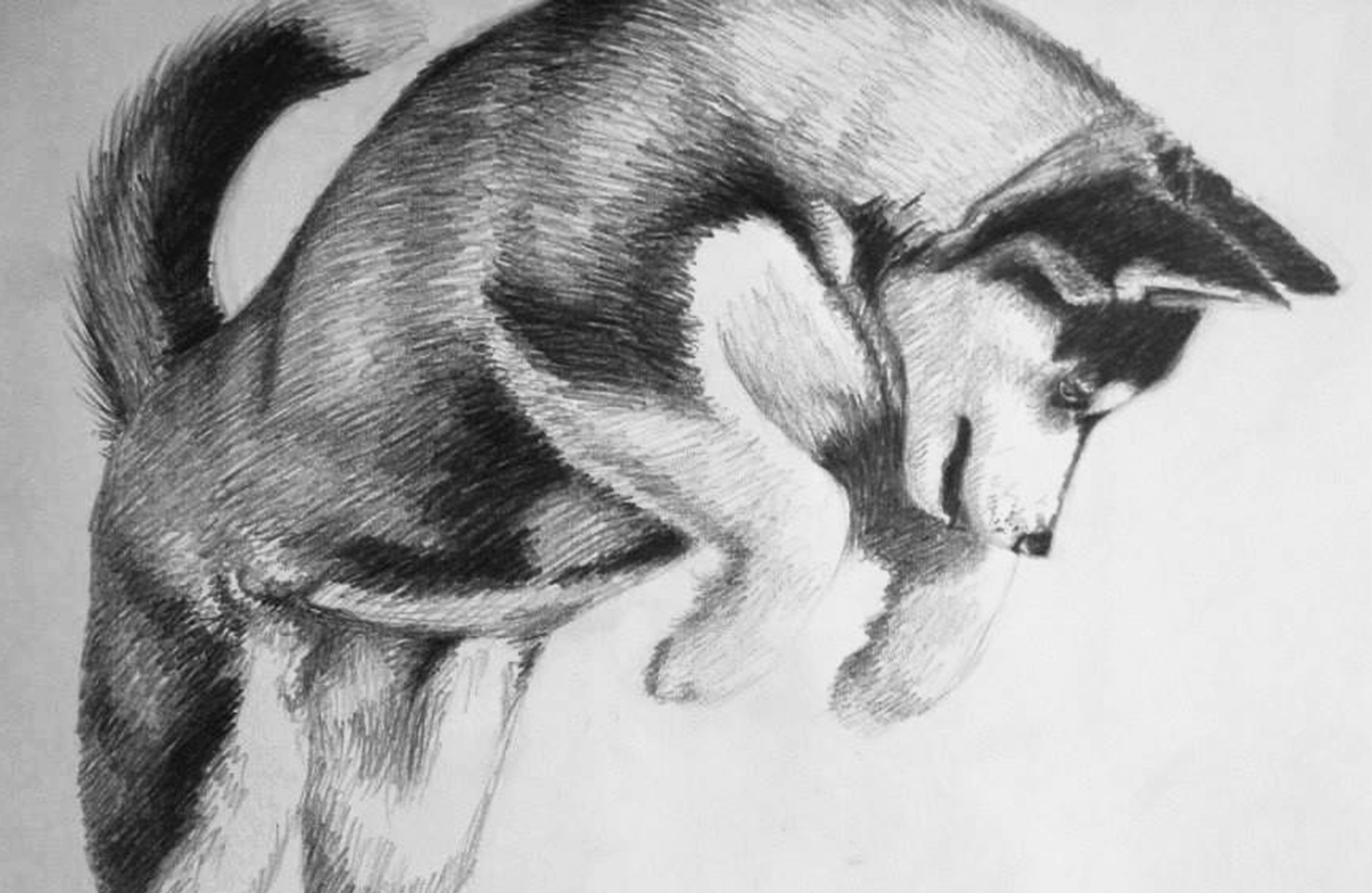 Dibujo de Husky Siberiano a Trazo Suelto — Steemit