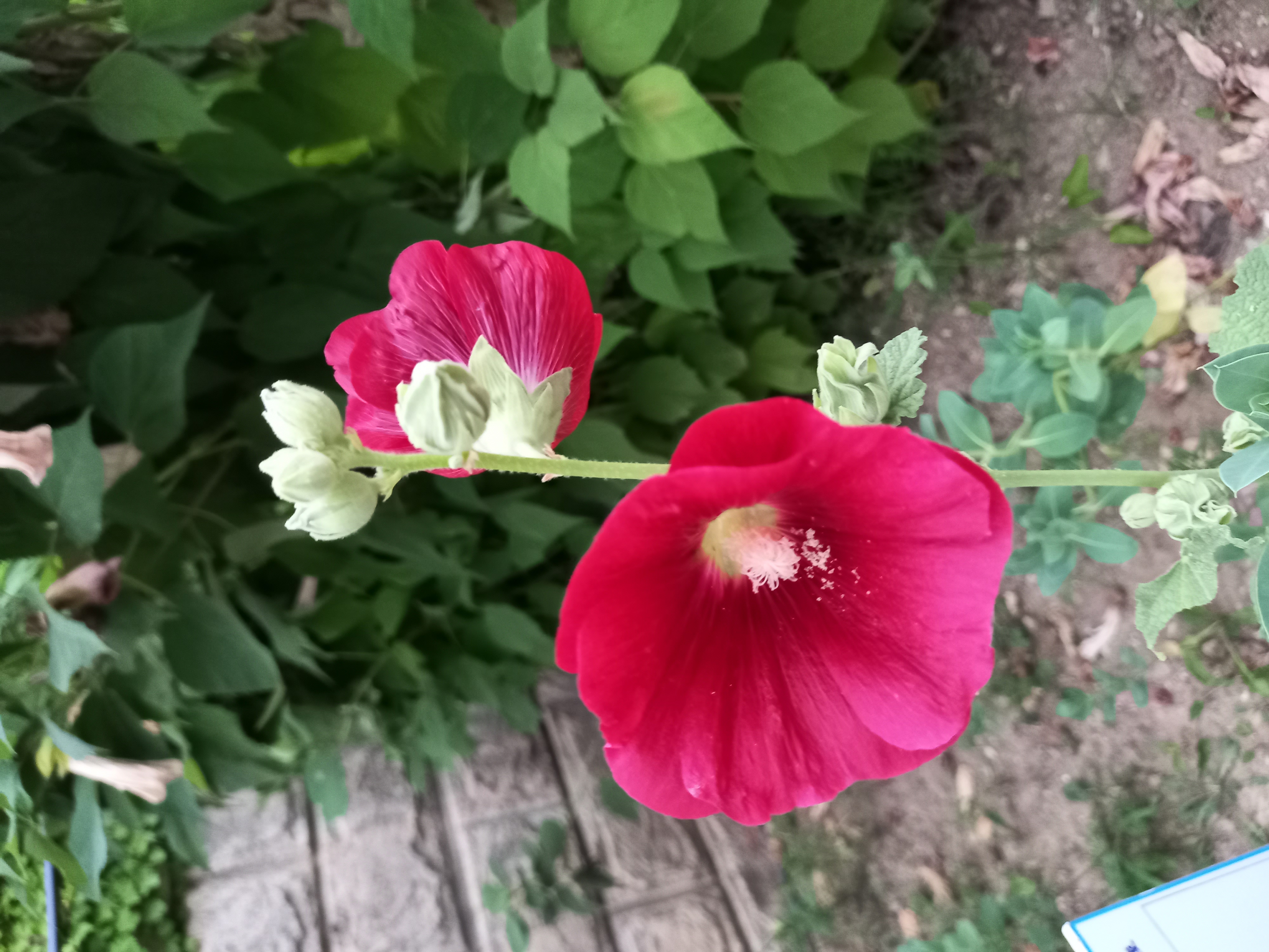 D74A0724-7993-4EB2-B4D0-900F2A2EA6DE.jpeg