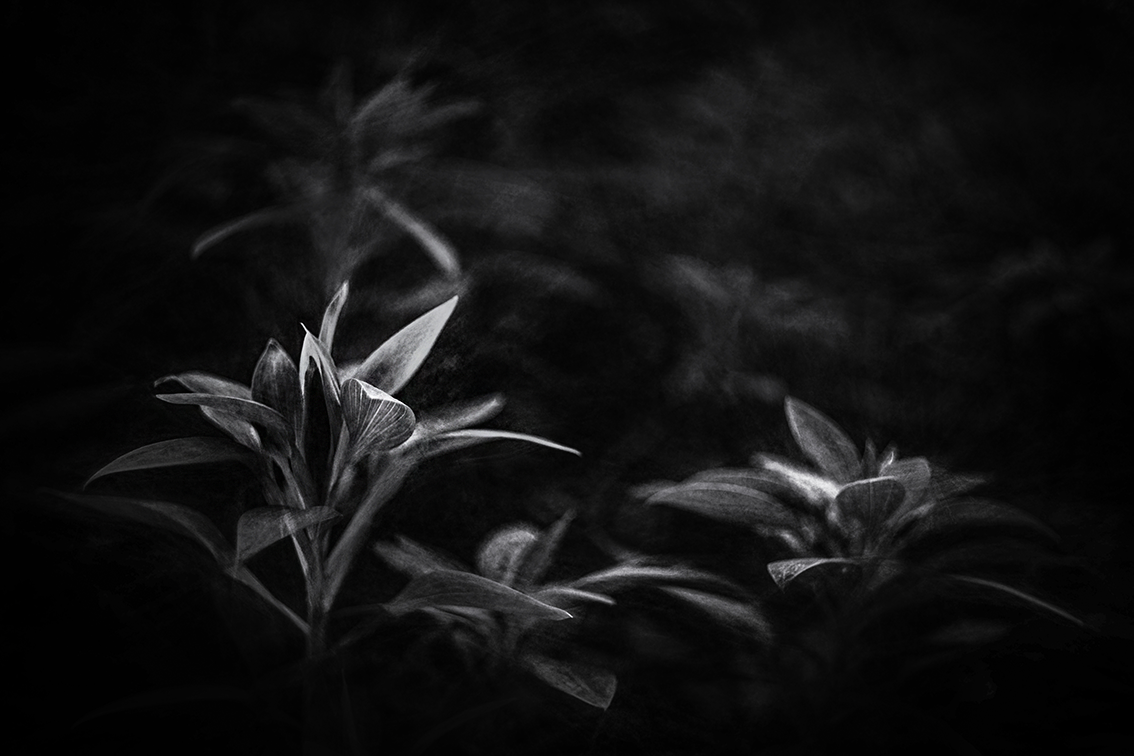 DSC01489-DV-BW-2-ST.png