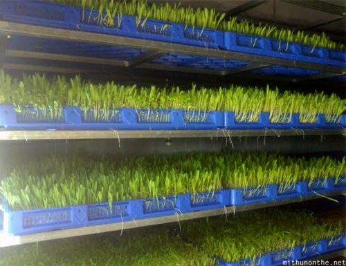 growing-hydroponics-greenhouse-1-500x385.jpg
