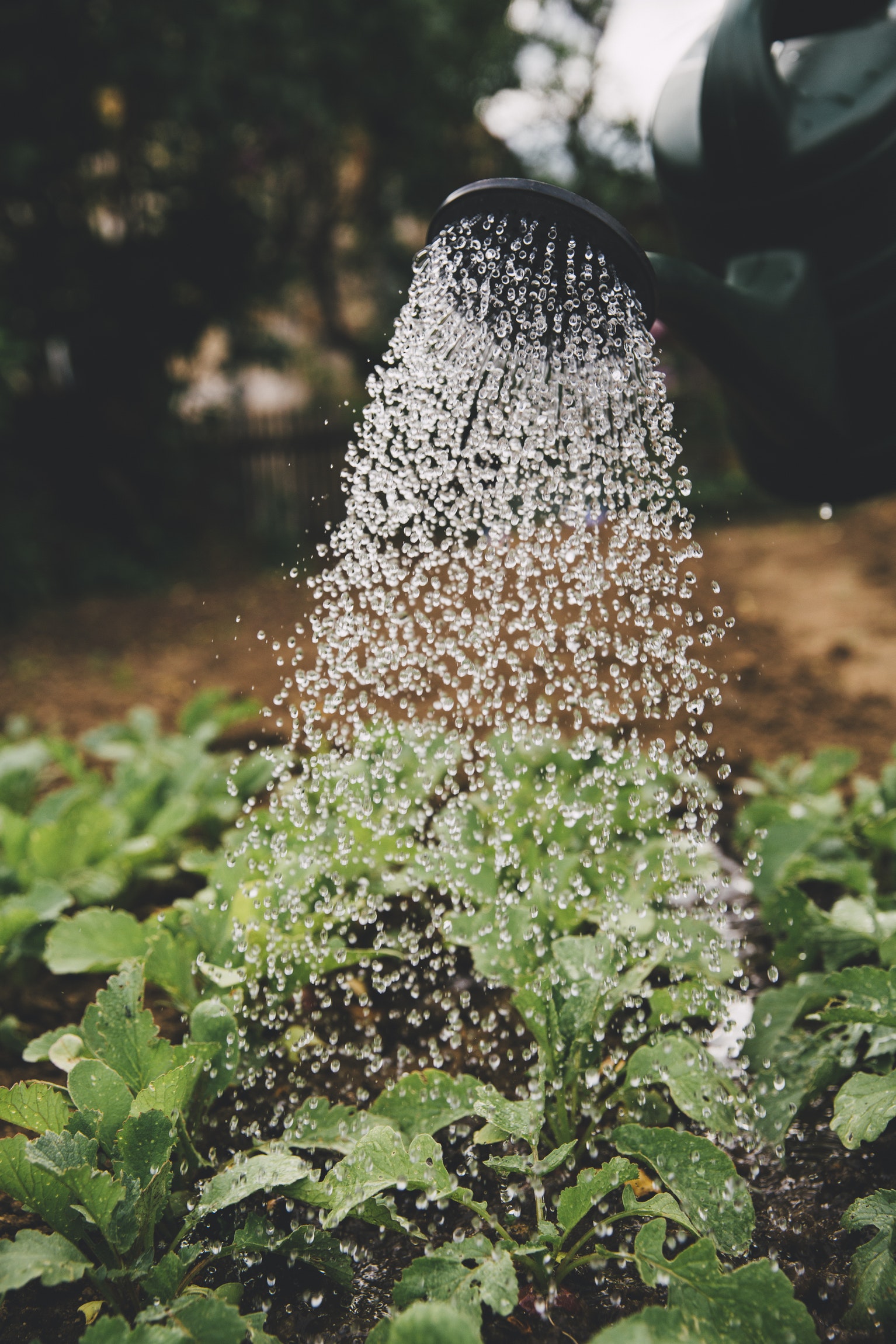 veg garden.jpg