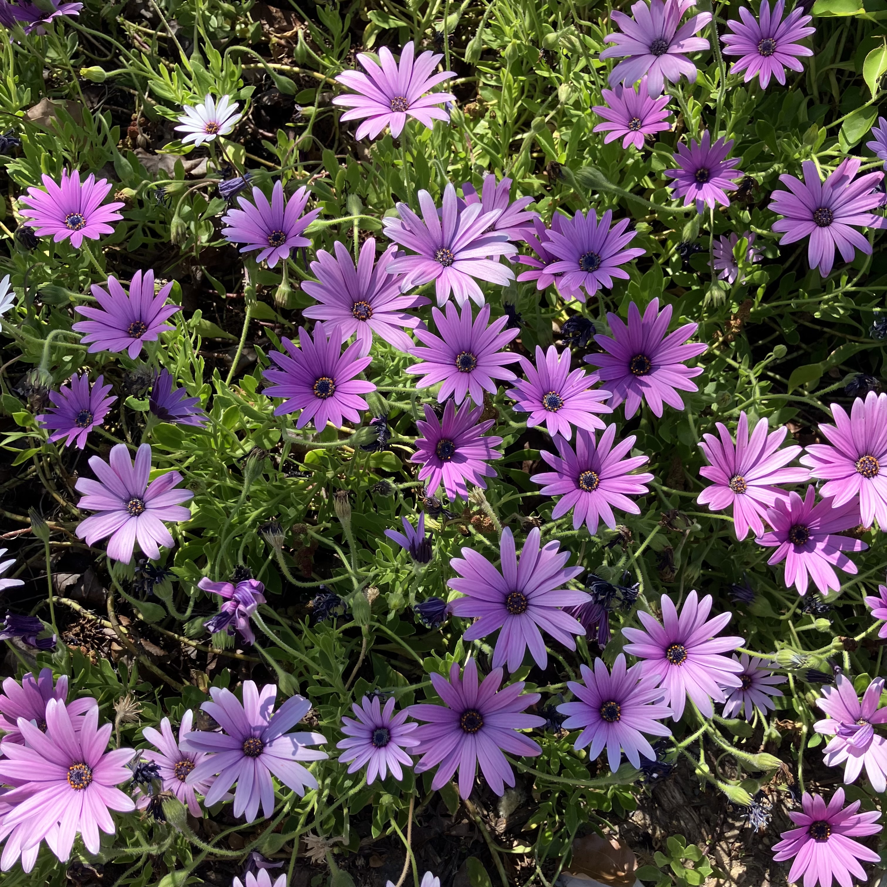 IMG_2010.jpeg