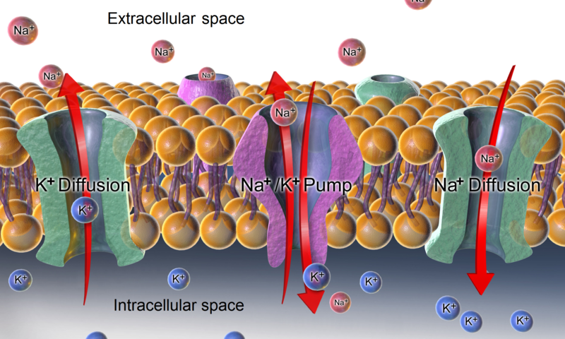 Sodium-potassium_pump_and_diffusion.png