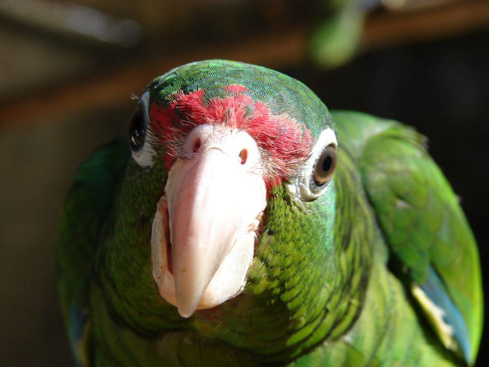 https _blogs-images.forbes.com_grrlscientist_files_2018_07_Amazona_vittata_-head-8a-1200x900.jpg