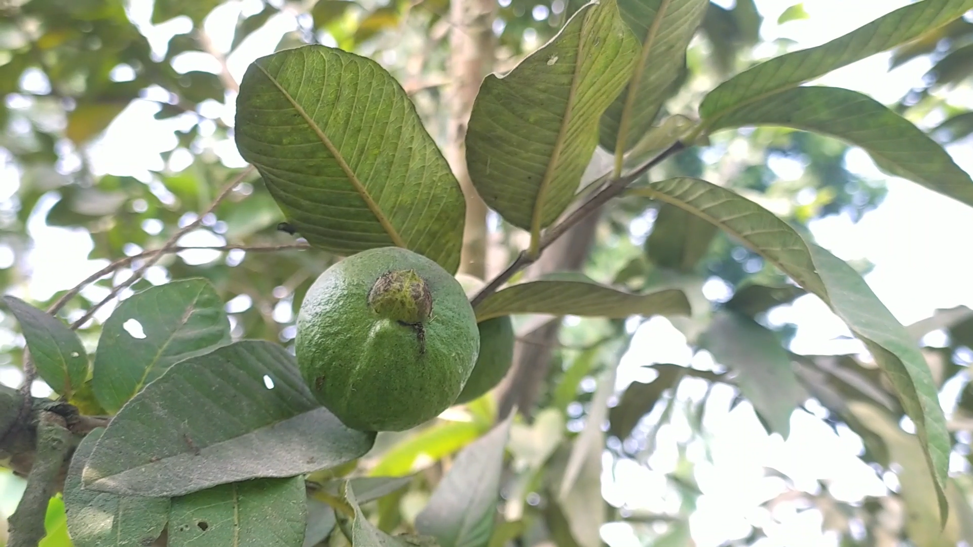 Raju47 (1).png