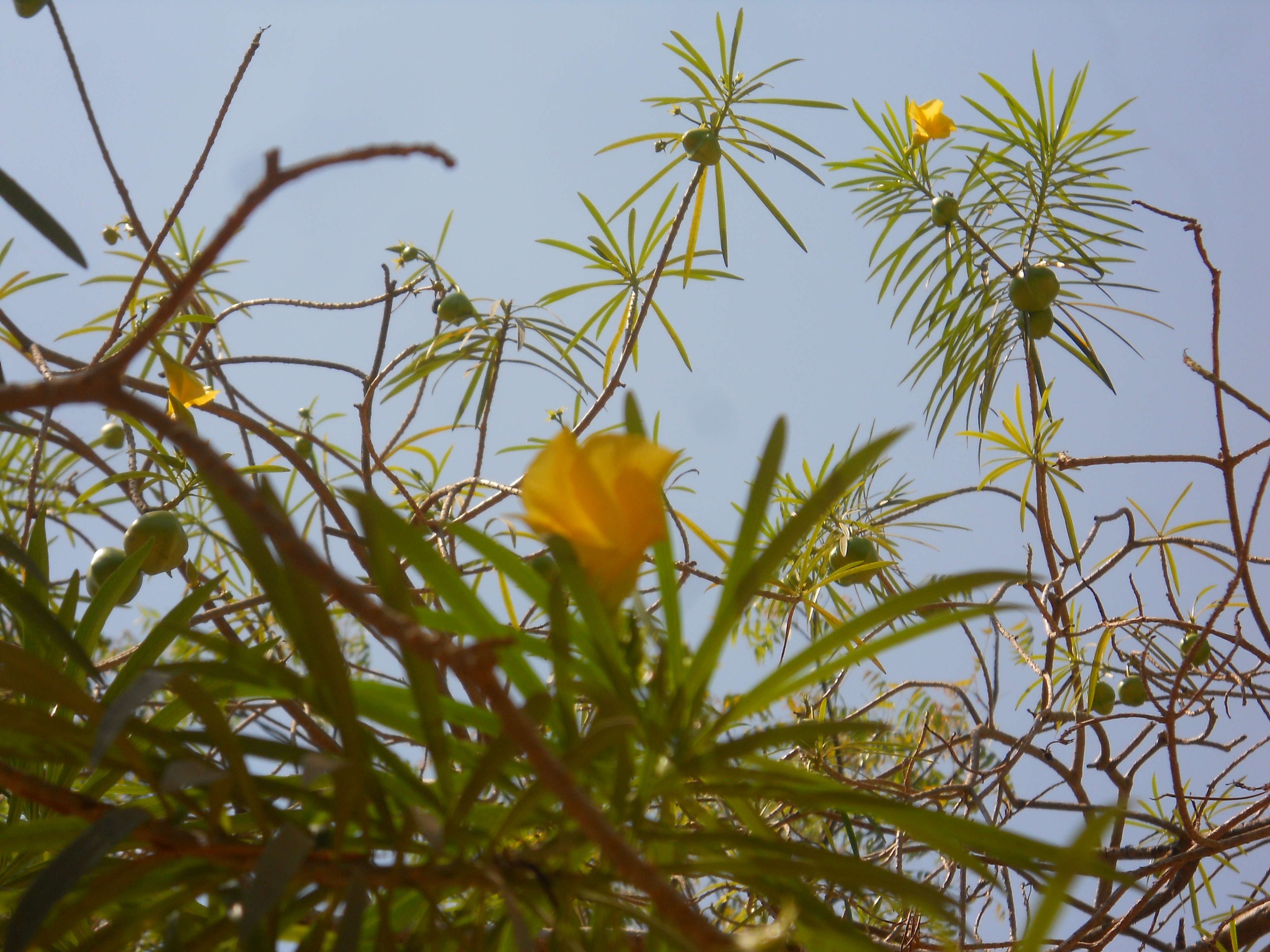 DSCN2967.JPG