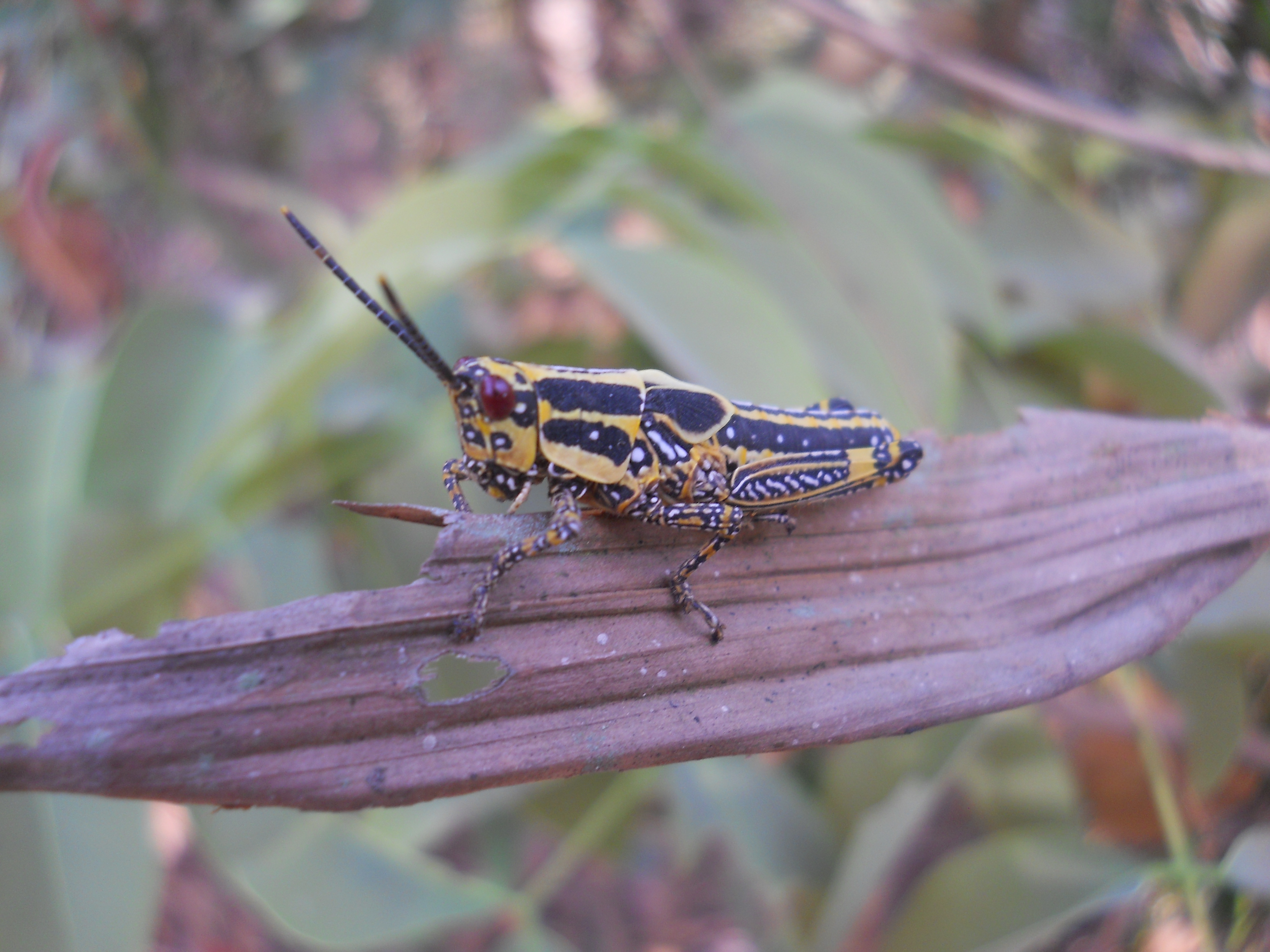 DSCN5289.JPG