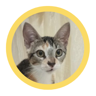cat.png