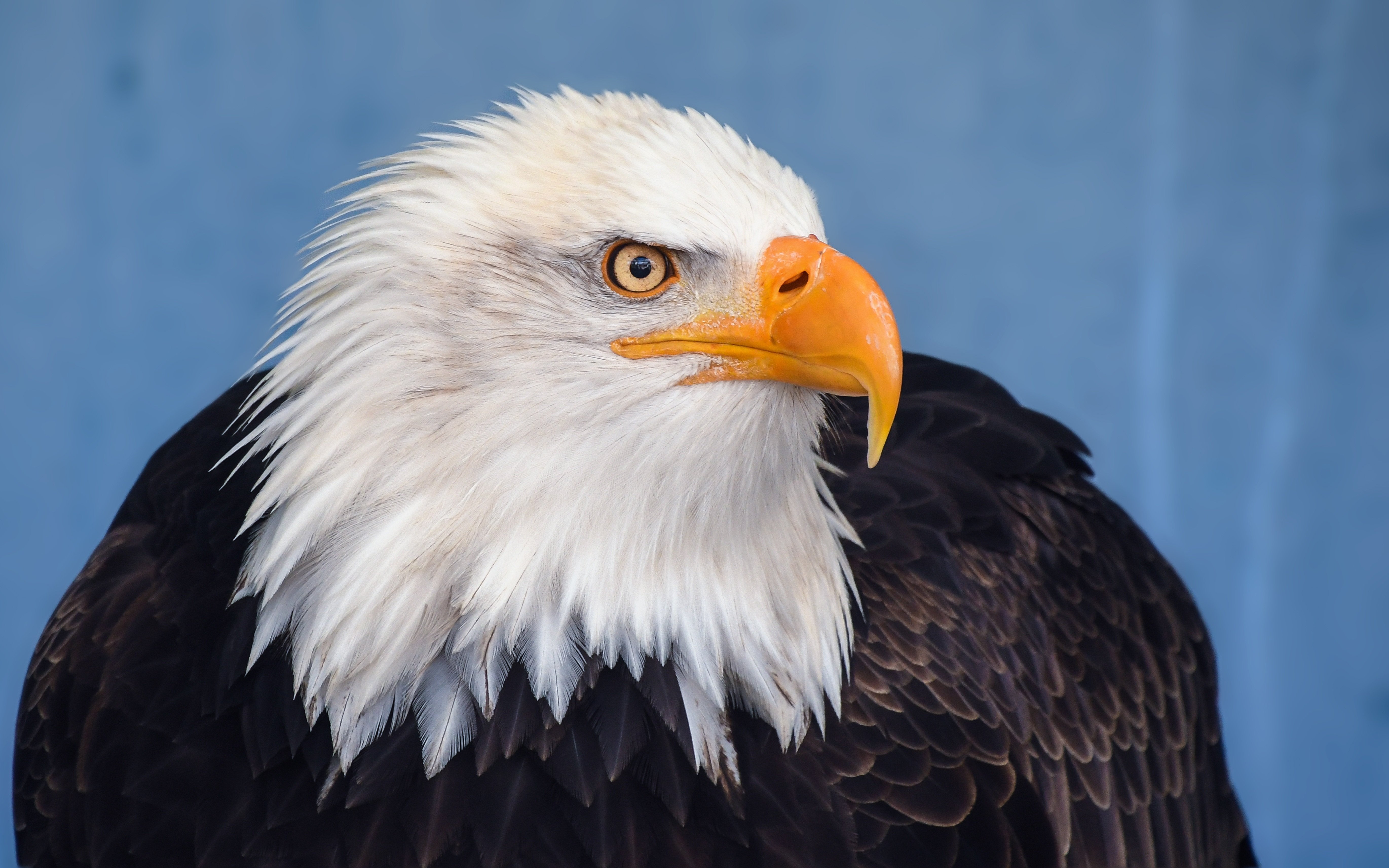christels-bald-eagle-3209427.jpg