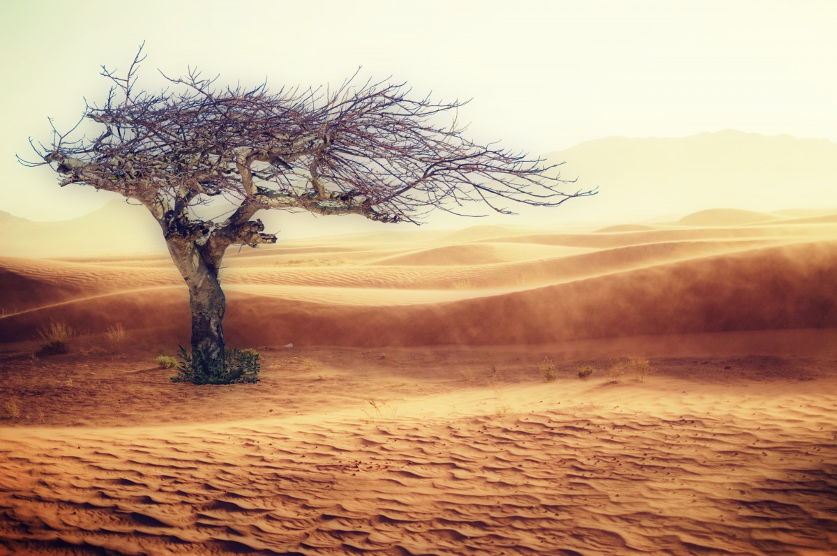 desert_drought_landscape_sand_tree_nature_sand_dune_dry-1392762.jpg