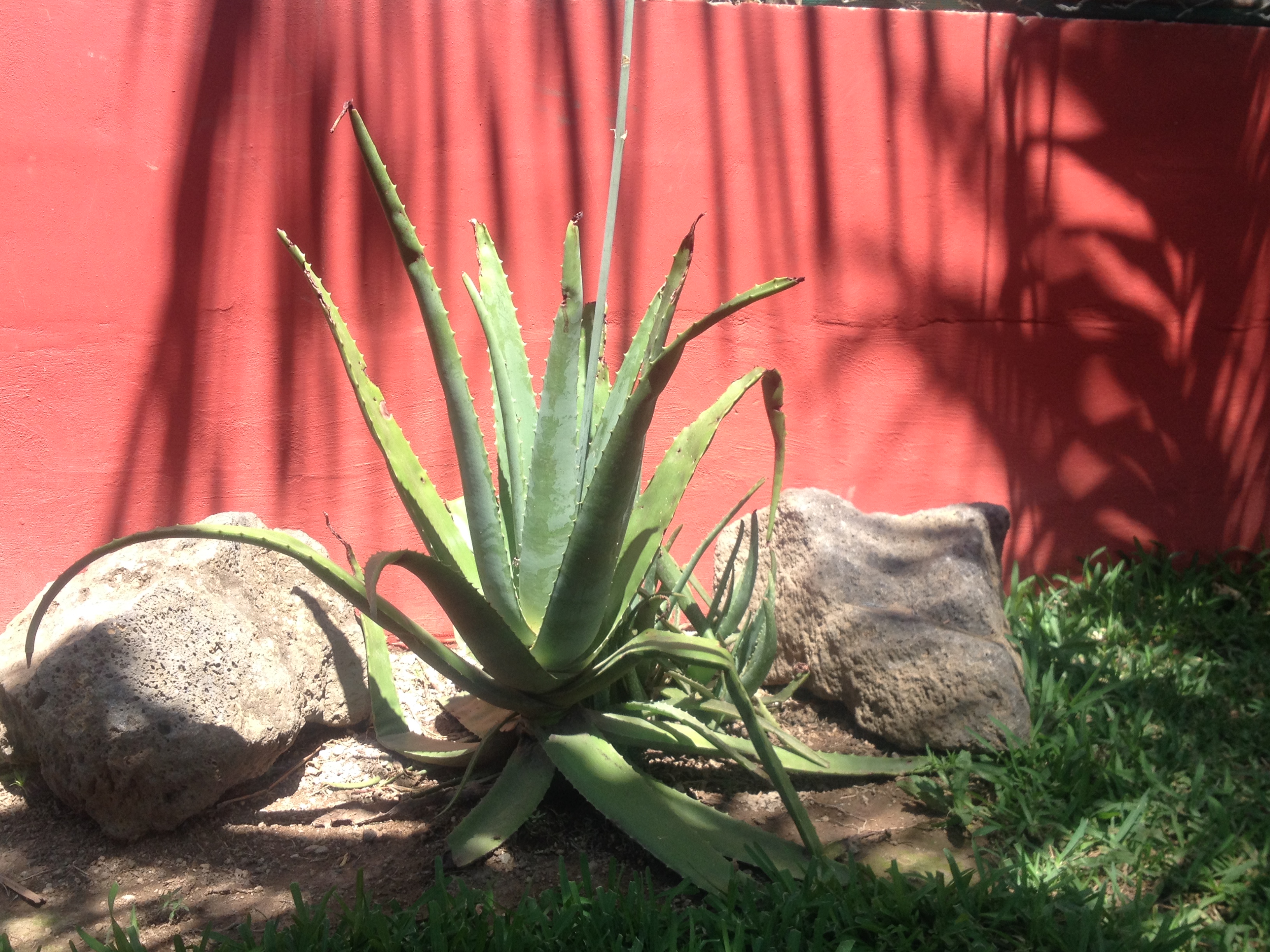 Livingelsalvador Growing My Own Natural Medicine Aloe Vera In