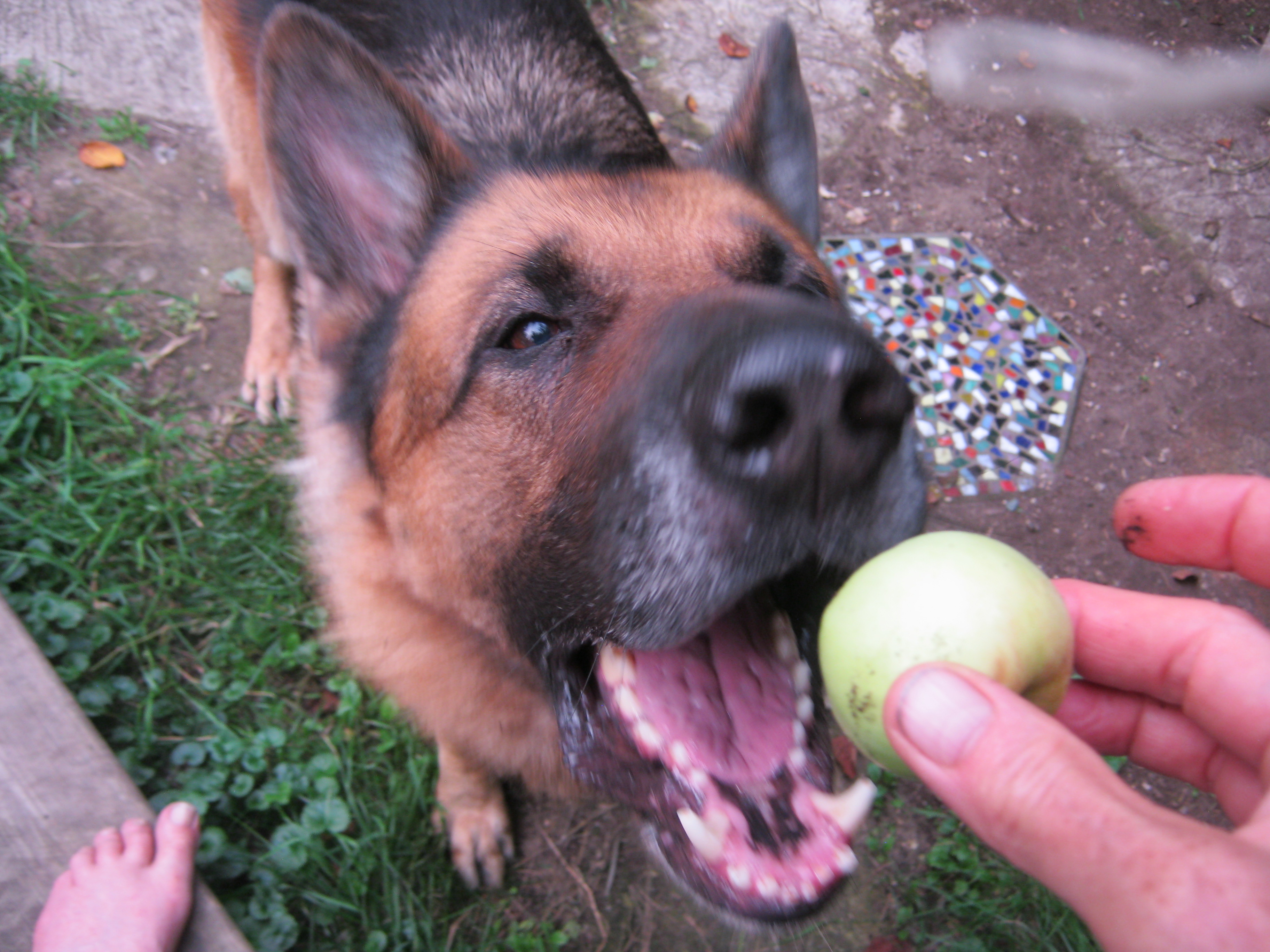 dog loves apples