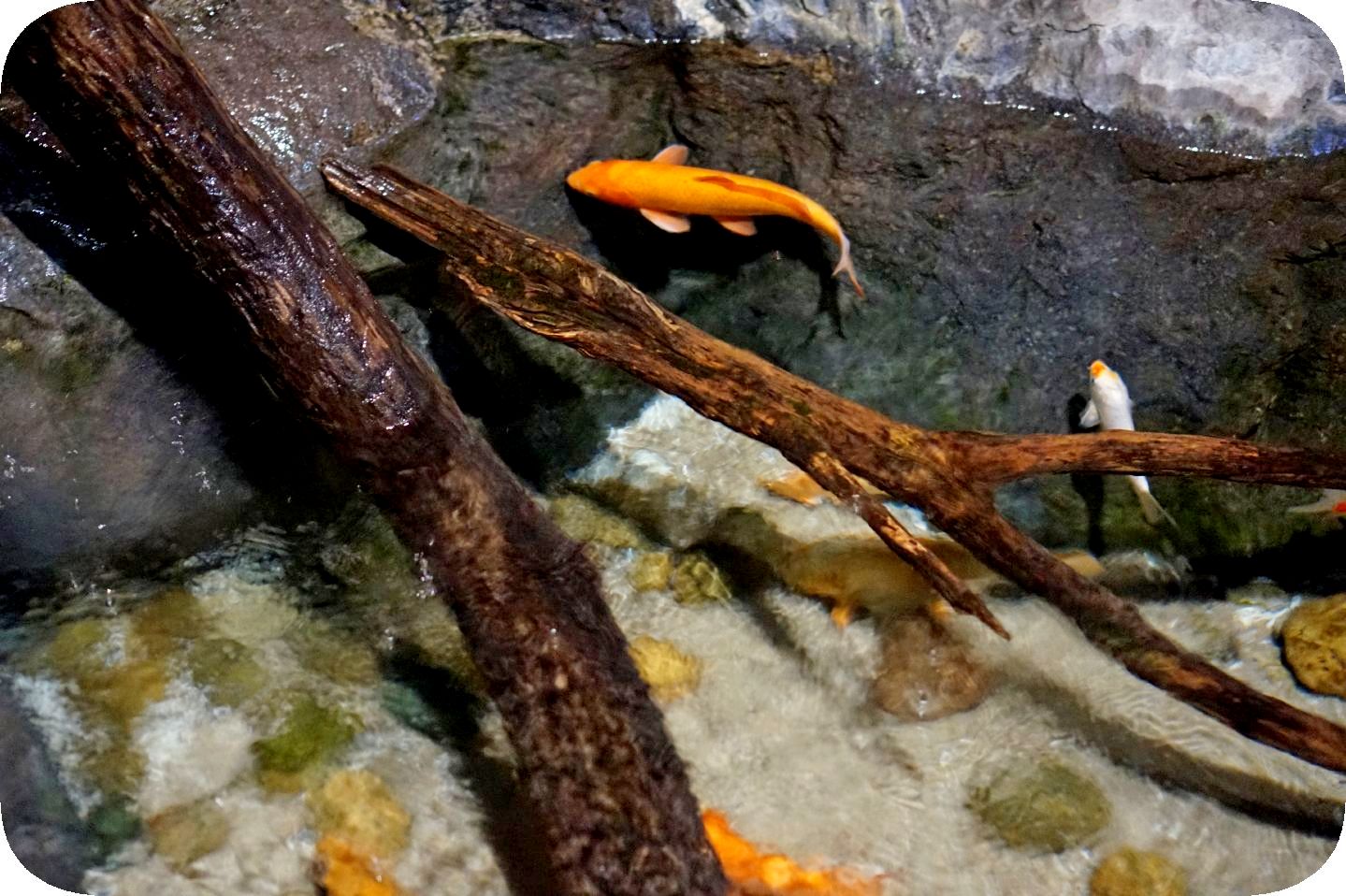 Oceanarium in St. Petersburg. Part 2\Ozeanarium in St. Petersburg. Teil 2