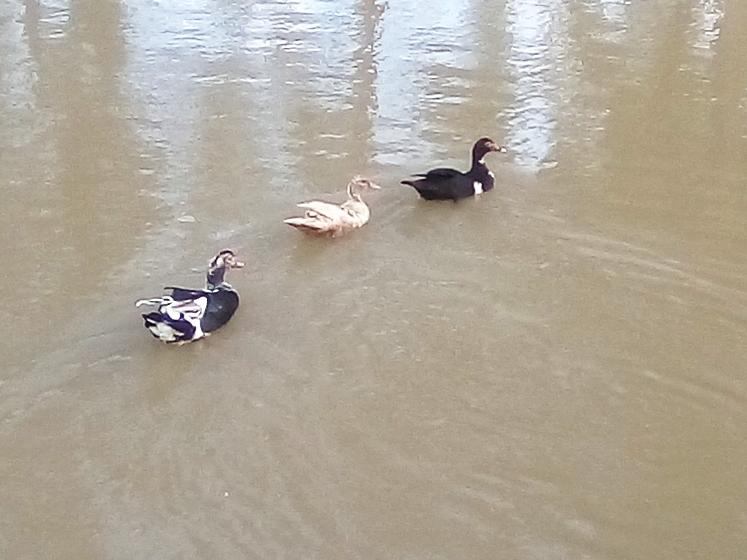 laguna, caballo, patos, mono 011.jpg