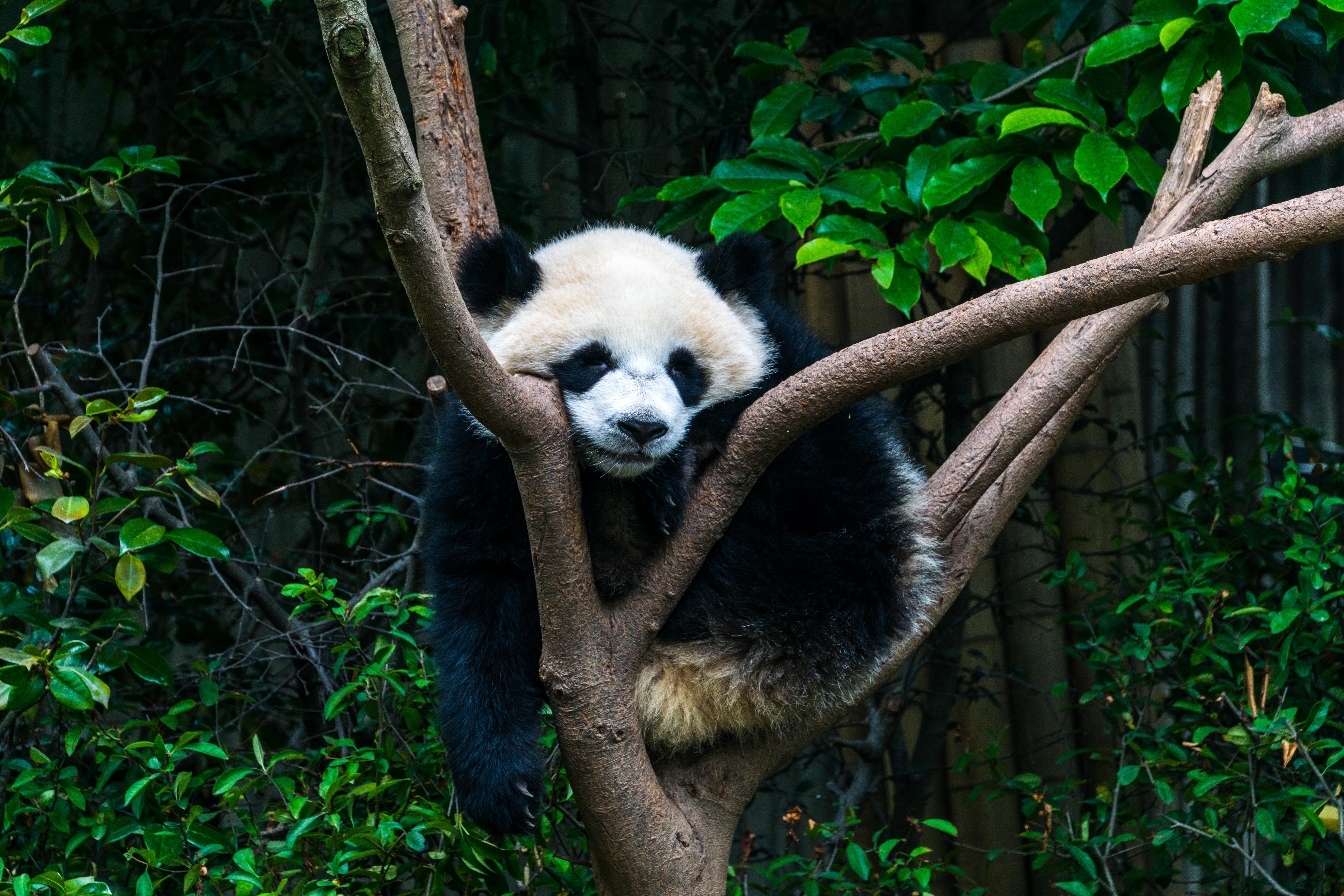 Chengdu 010.JPG