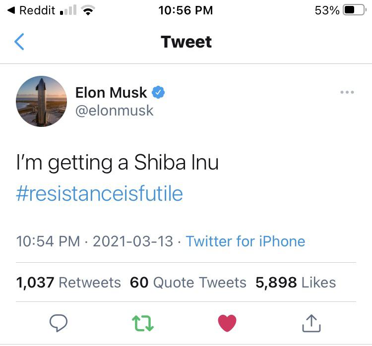 shiba.jpg