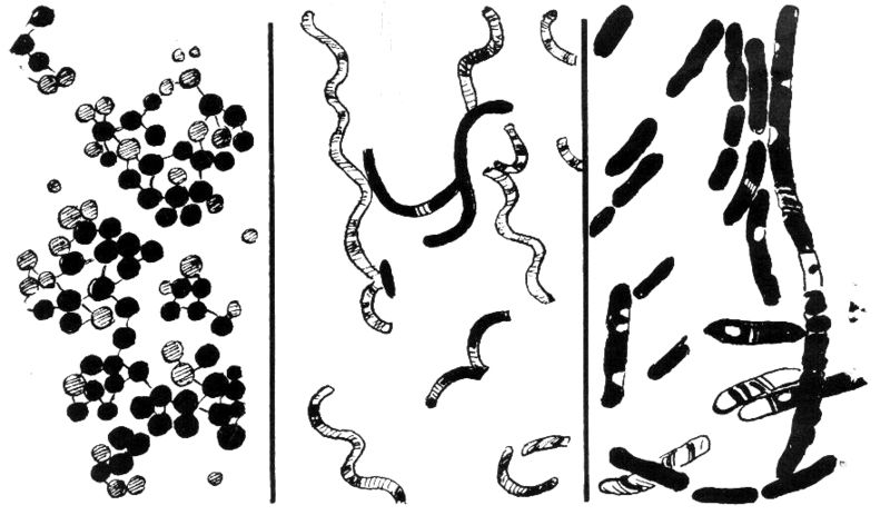 800px-Bacteria_(PSF).jpg