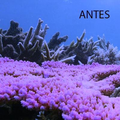 CORAL4ANTES.png