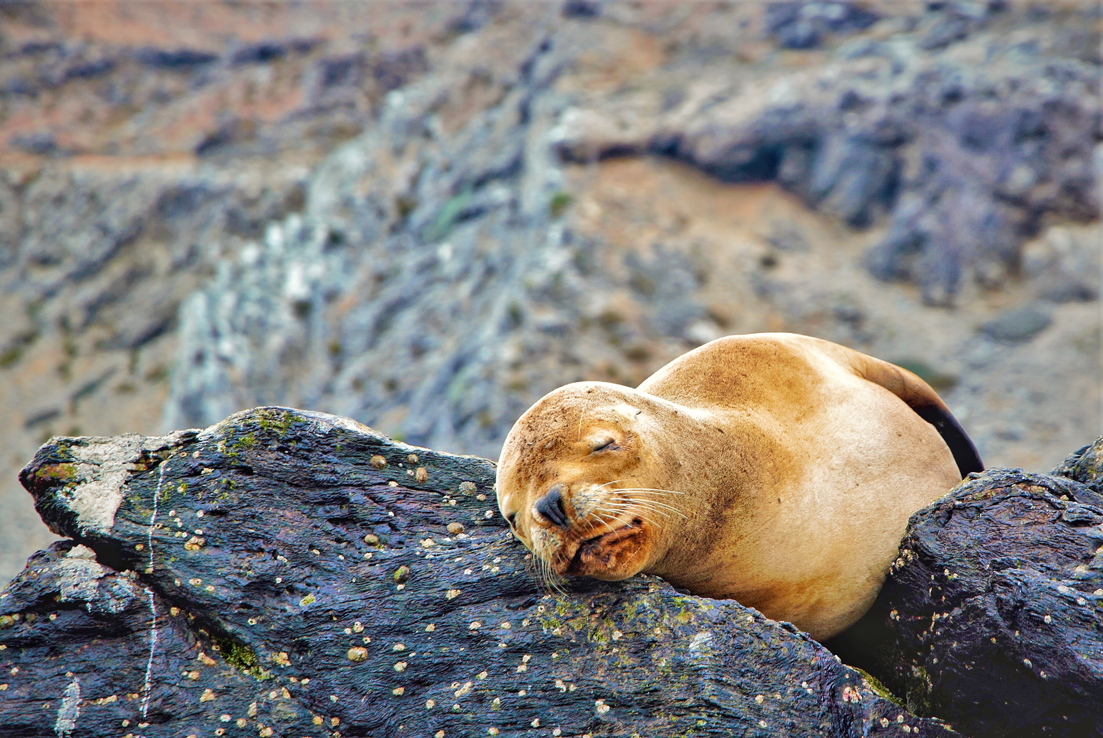 #146 Sea Lions | 🇨🇱 海狮大放送~