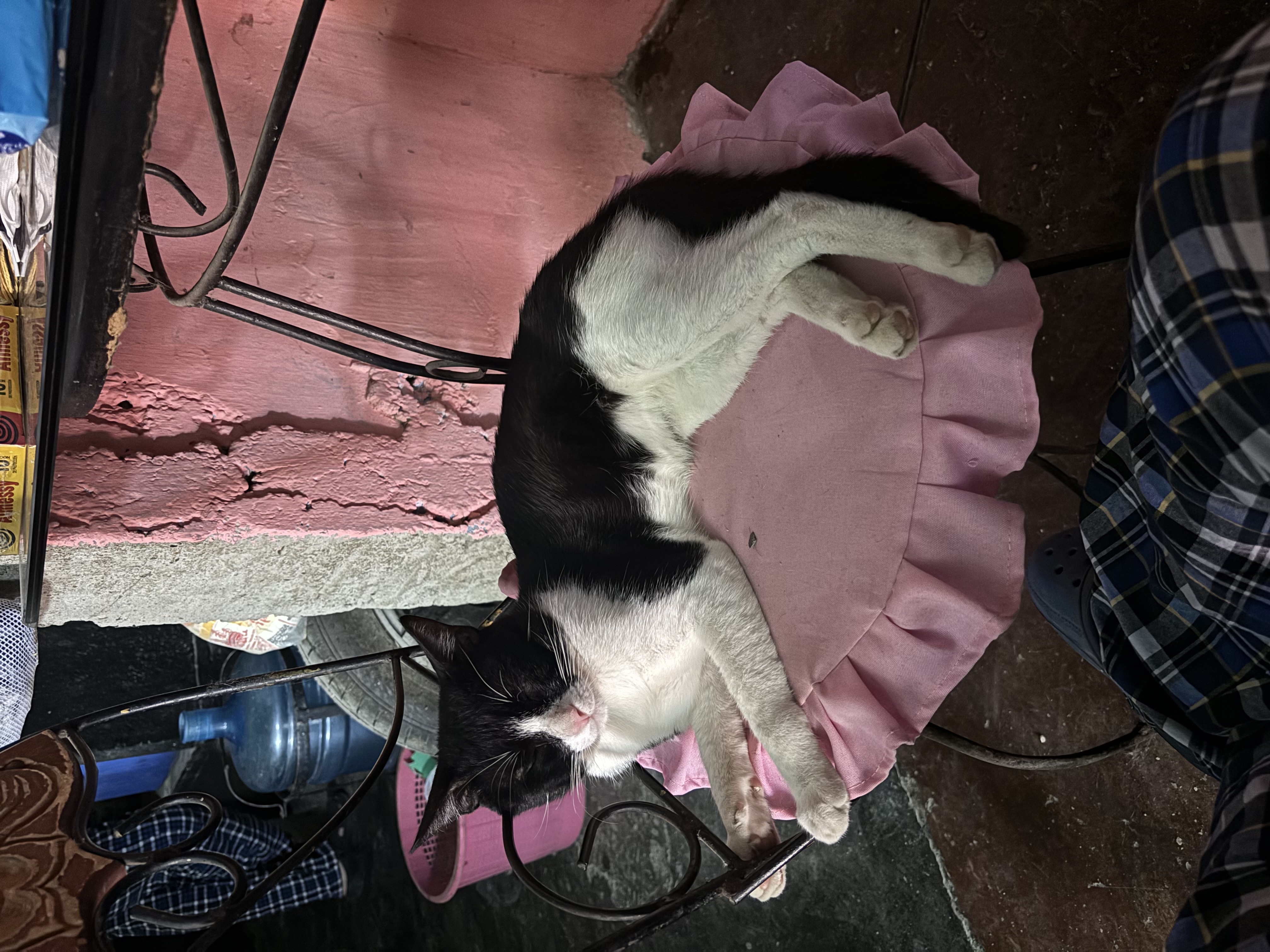 IMG_2737.jpeg