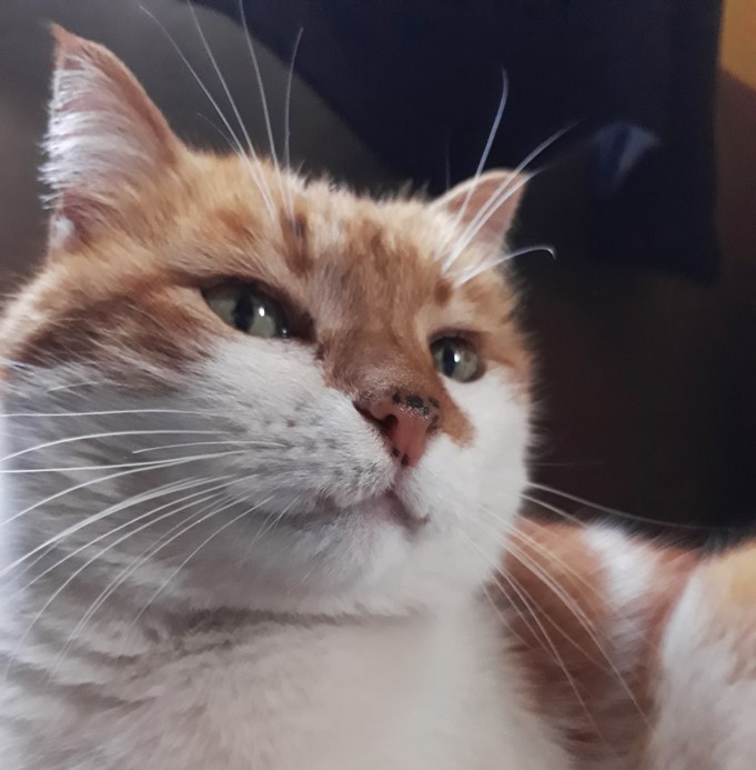 tom.jpg