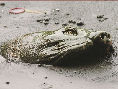 Danh lam thắng cảnh Hà Nội - Việt Nam. Tháp Rùa