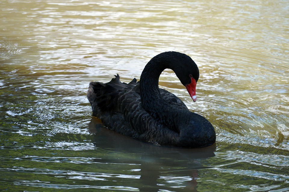 black-swan-4198513_960_720.jpg