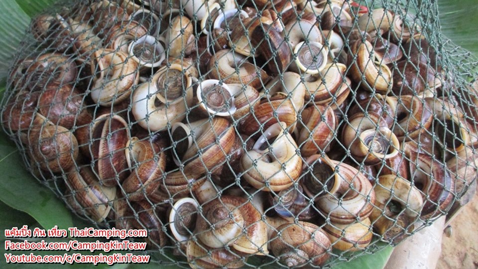 หอยหอม6.jpg