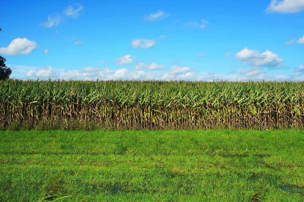 corn-2735619_1920.jpg