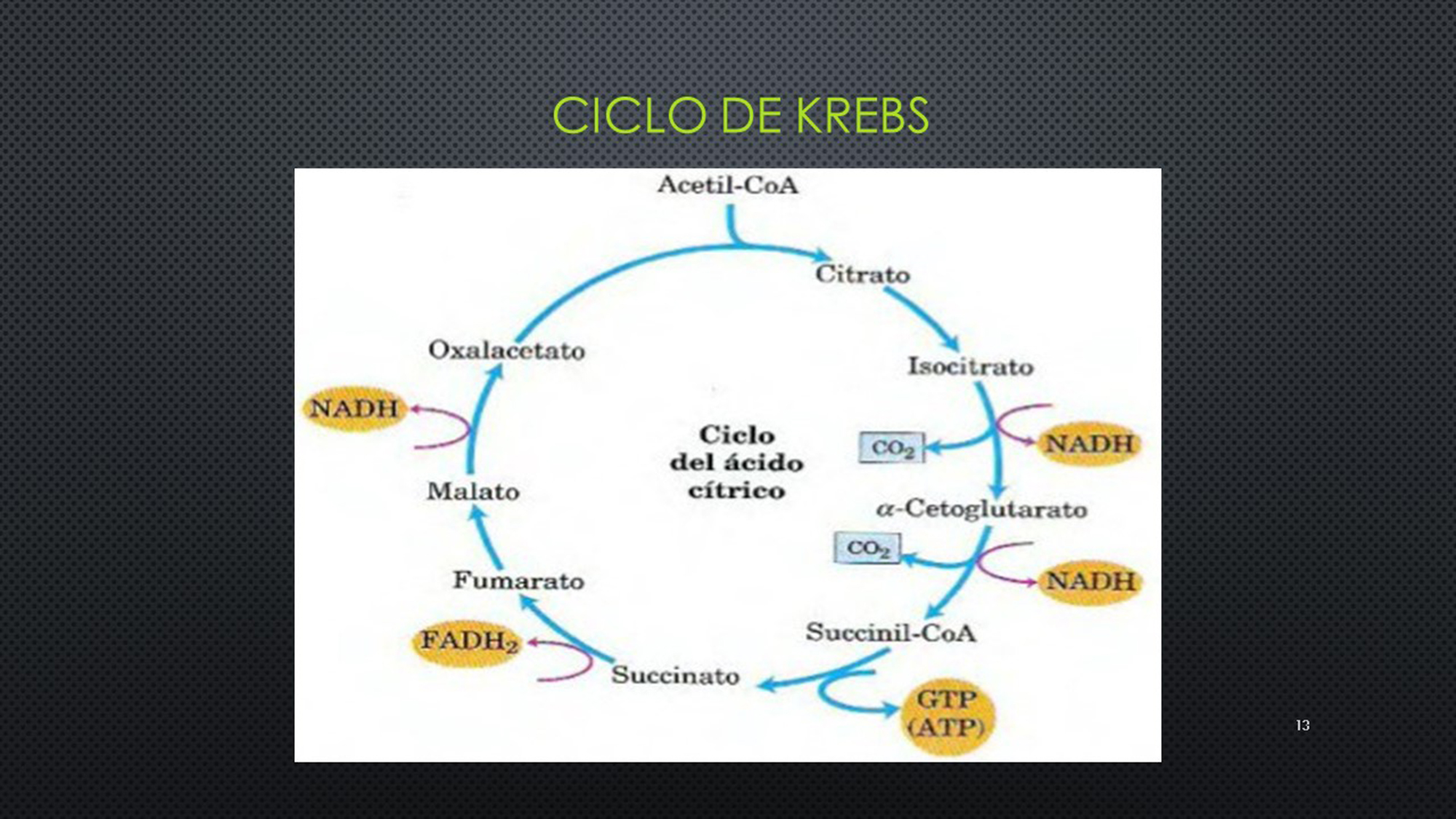 Diapositiva13.JPG