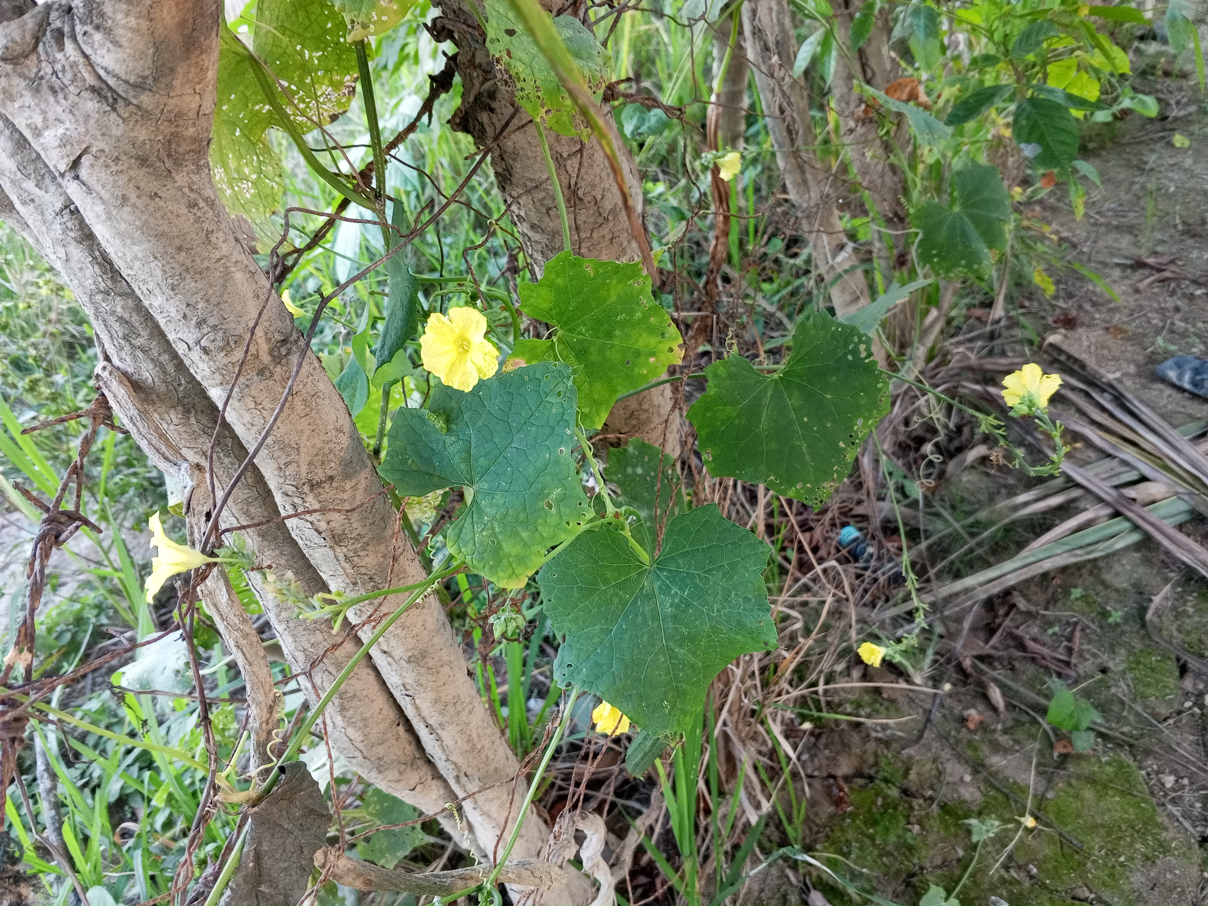 IMG_20260517_175107_038.jpg