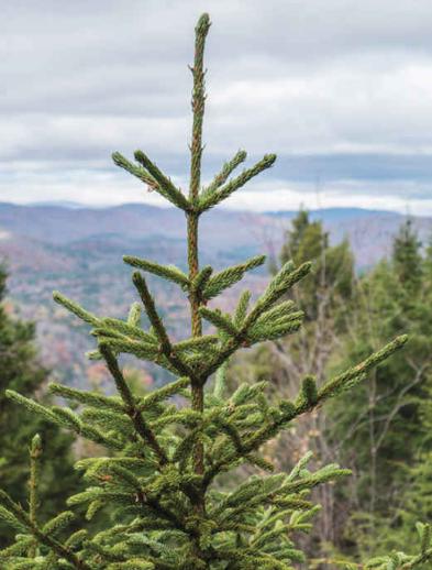 tree35.jpg