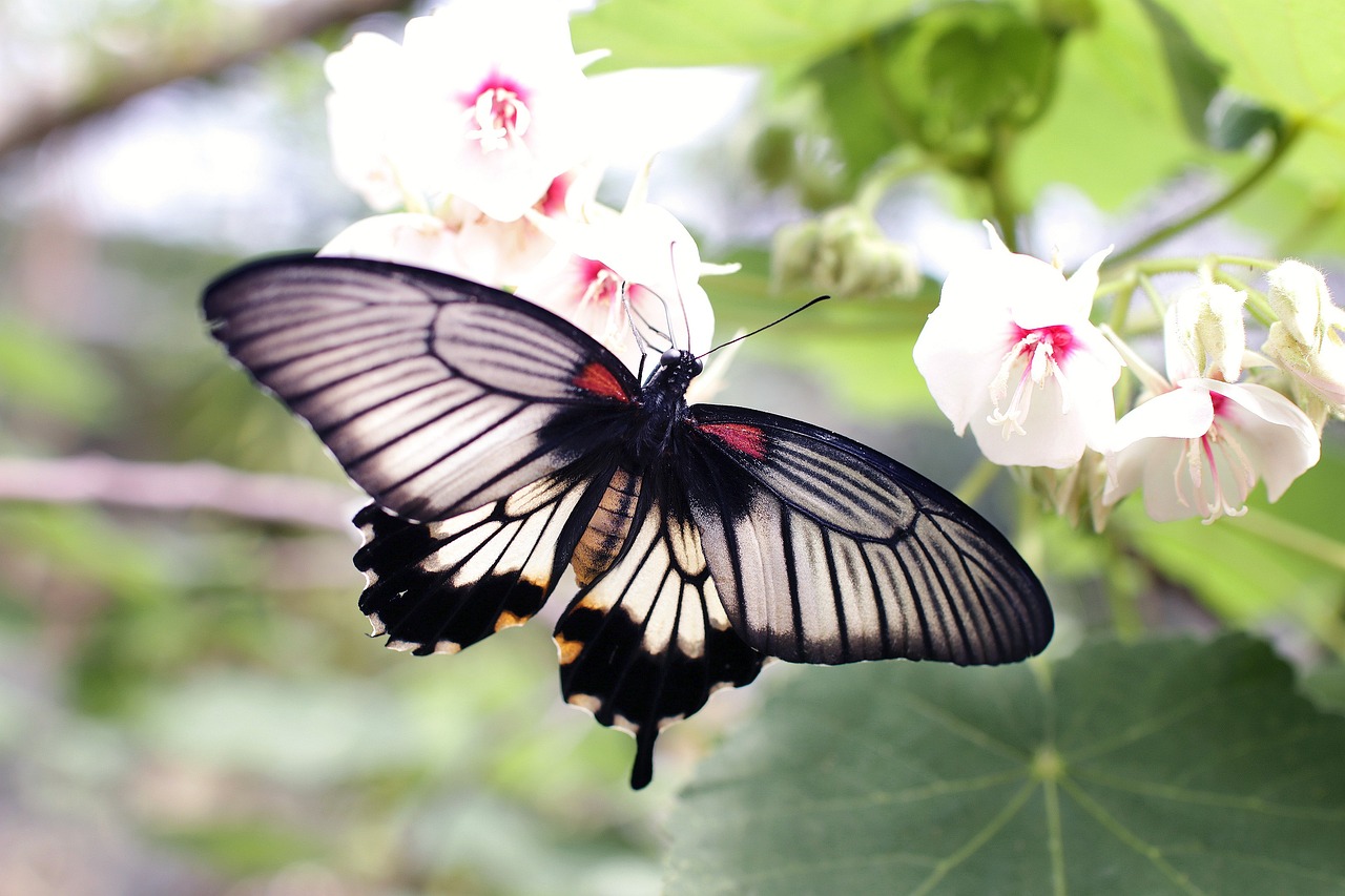 butterfly-gf730348a5_1280.jpg