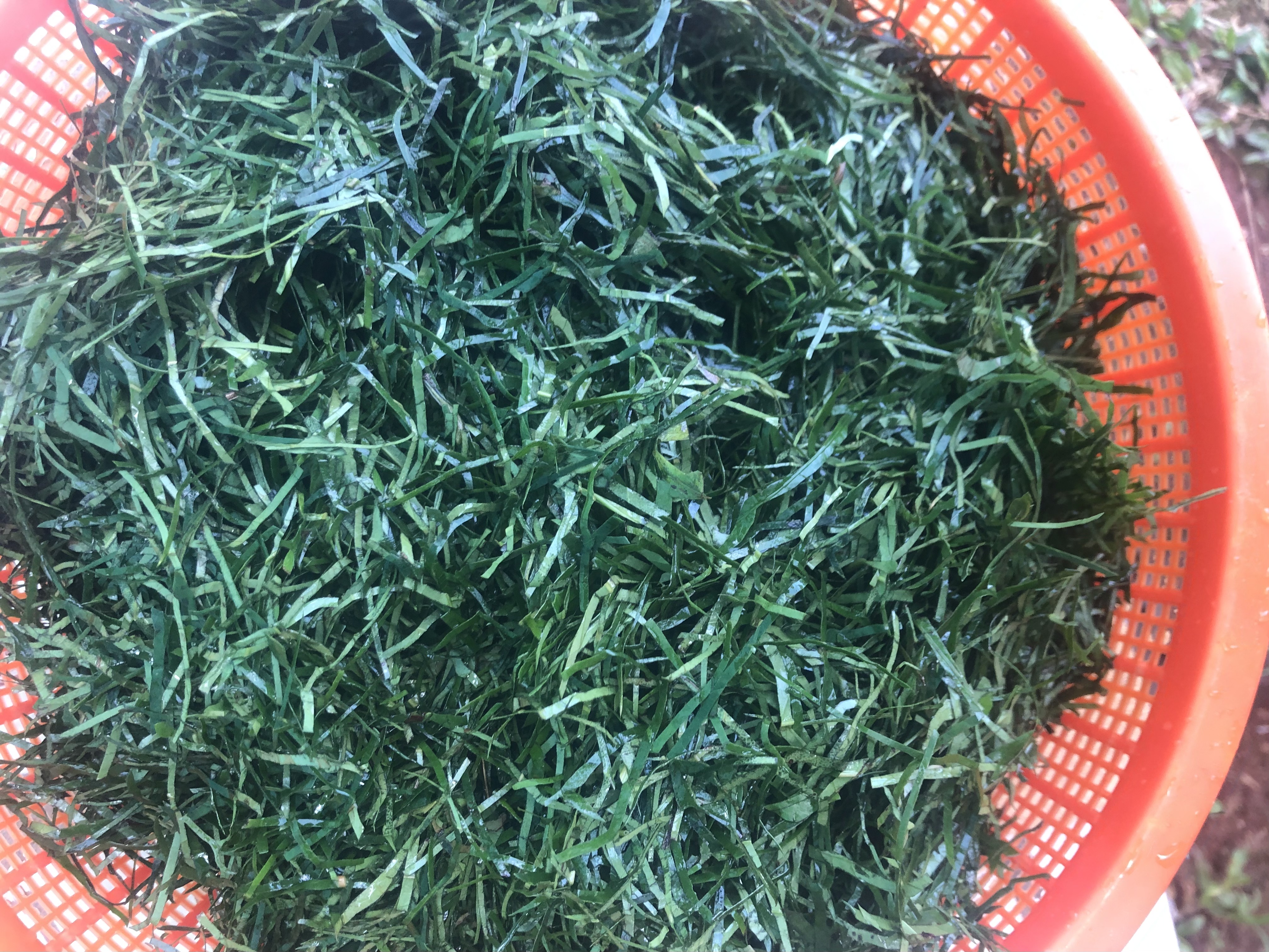 IMG_5098.jpeg