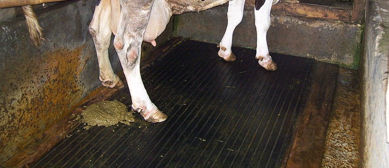 797px-Cow_shit.jpg