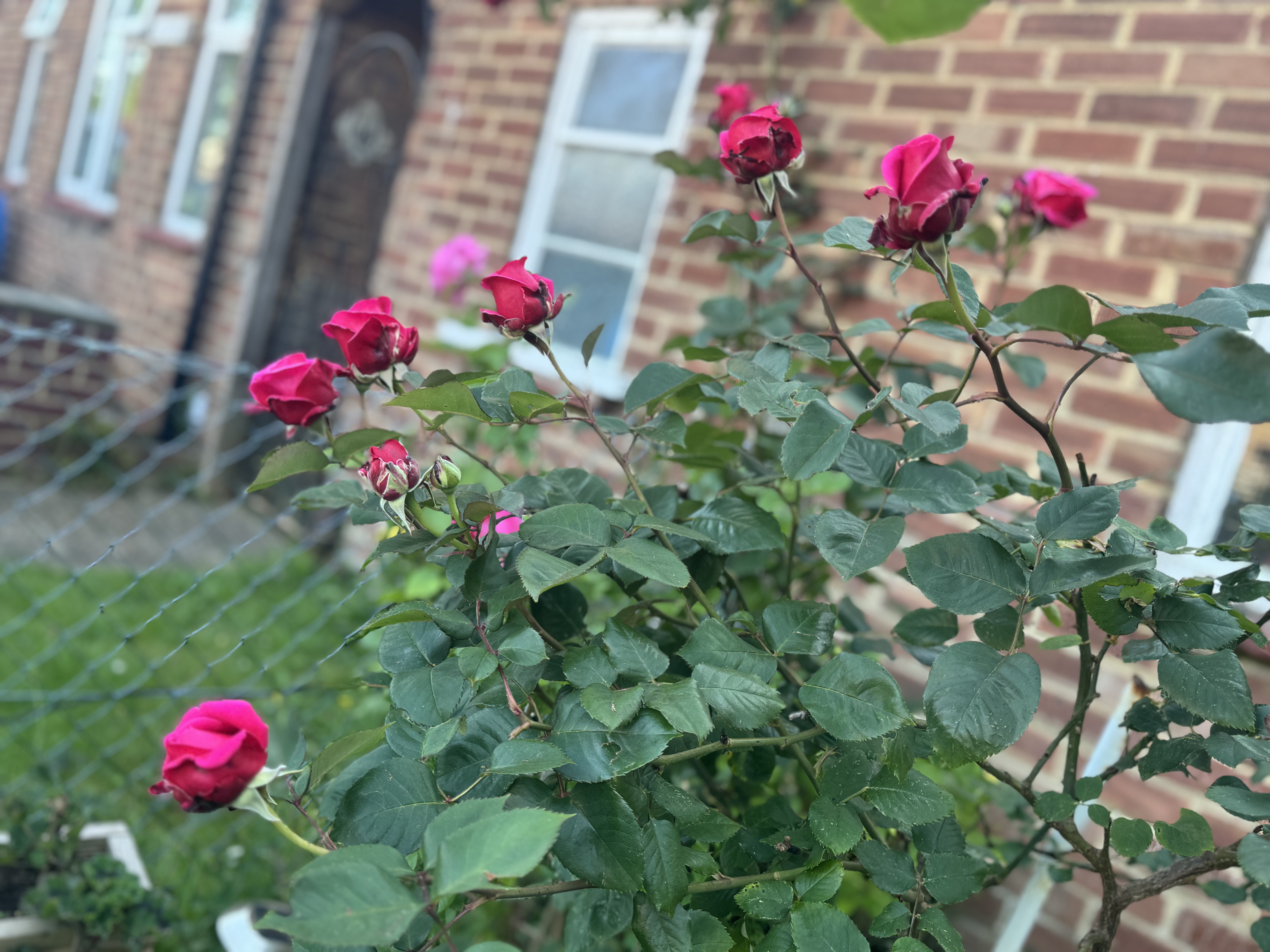 IMG_3173.jpeg