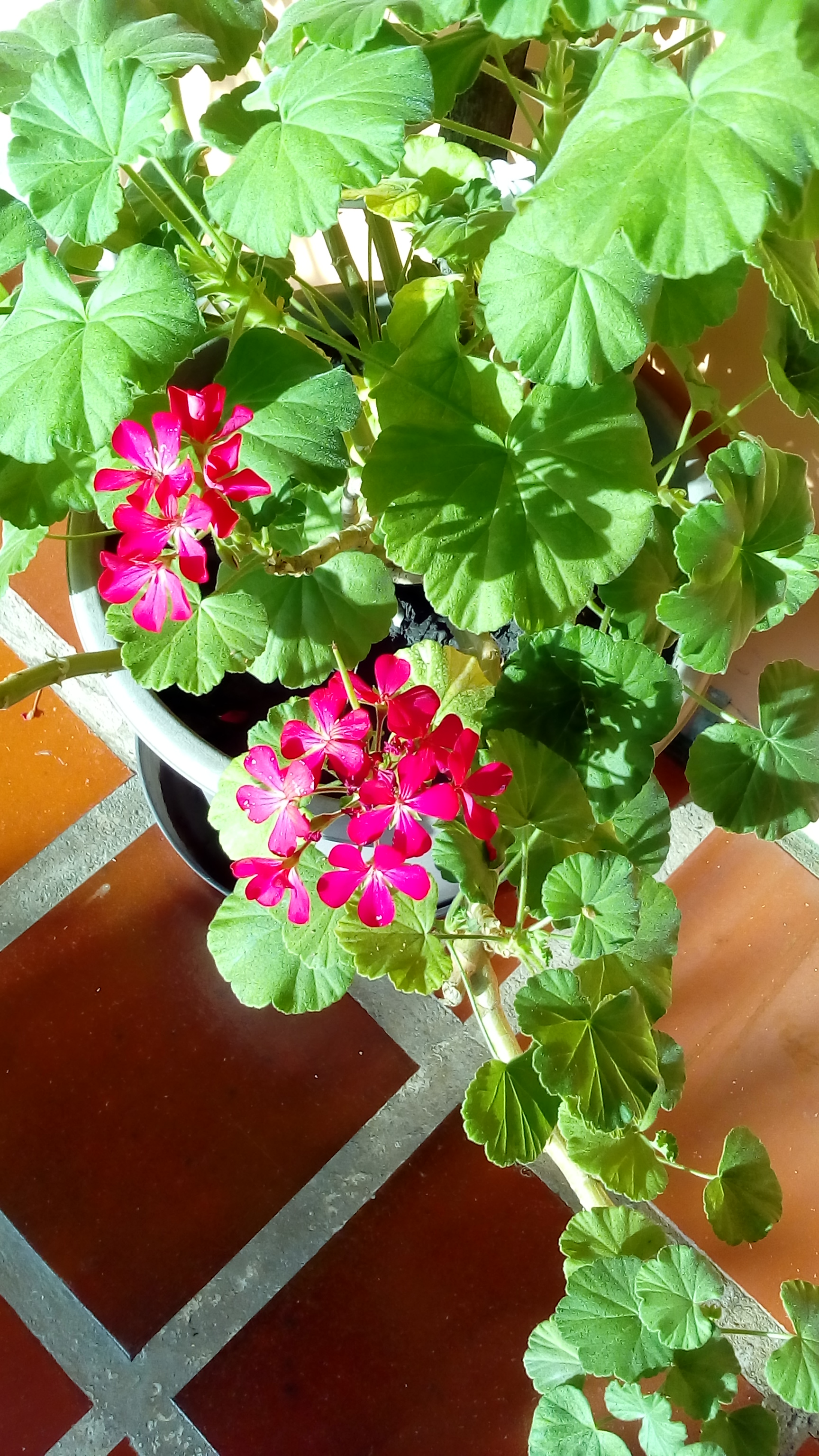 IMG_20190910_074016.jpg