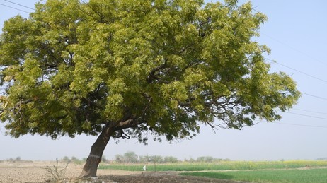 neem-tree-260nw-399455983.jpg