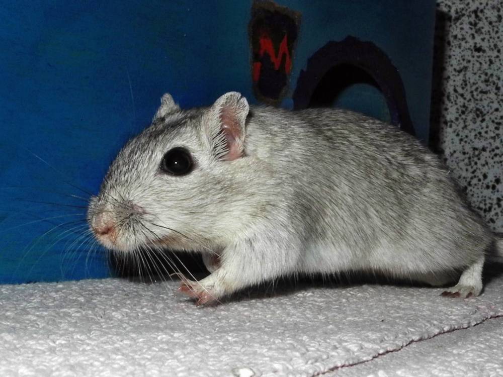 Rennmaus Bild des Tages