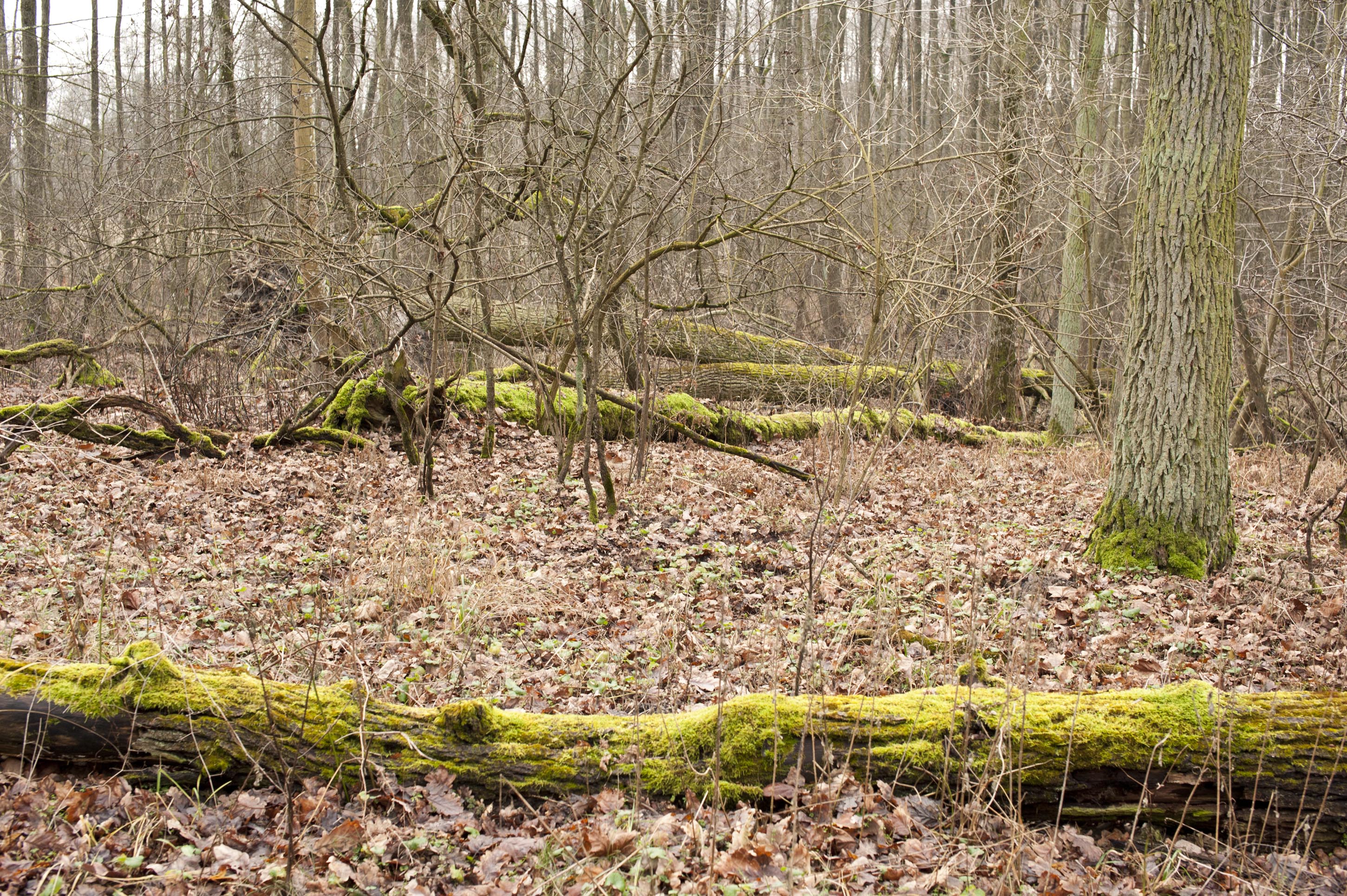 Rezerwat "Dziki Ostrów" zimą