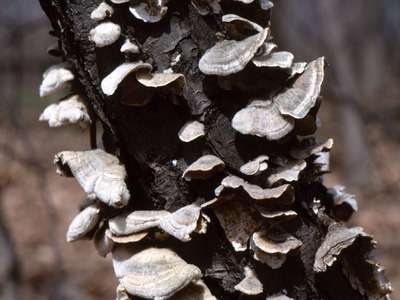 Saprotrophic-bracket-fungi-tree.jpg