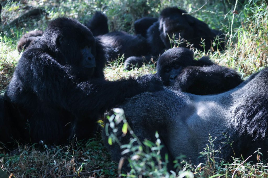 6 day Rwanda gorilla trekking from Serengeti safari tour and Ngorongoro.jpg