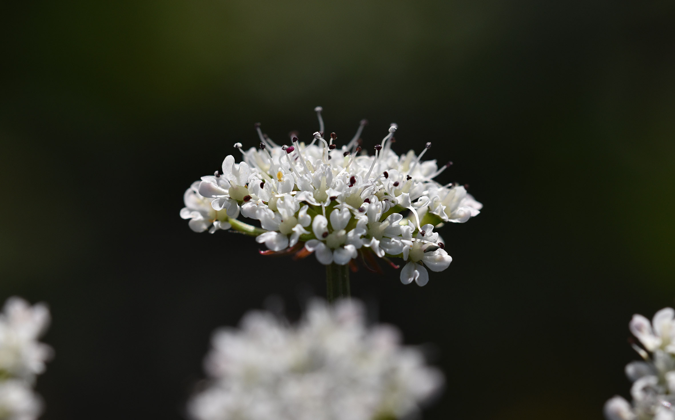 white wildflower no iD 1.jpg
