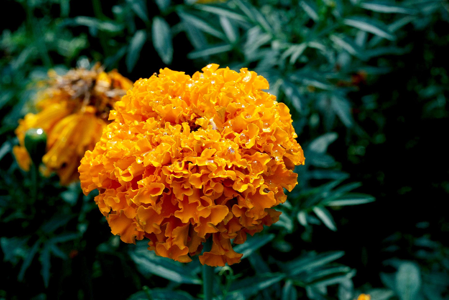 discovery-orange-marigold-6d9b9dce-b5c060a0c11c4abb9a77179b04b916c2.jpg