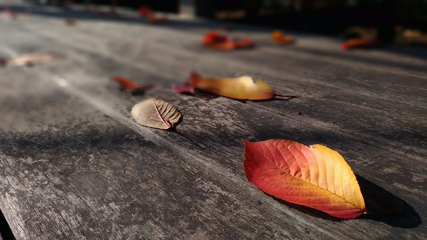 fallen-leaves-2987325__480.jpg