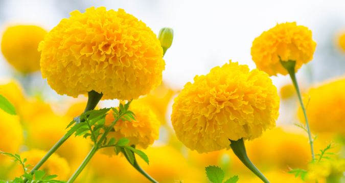 marigold.jpg