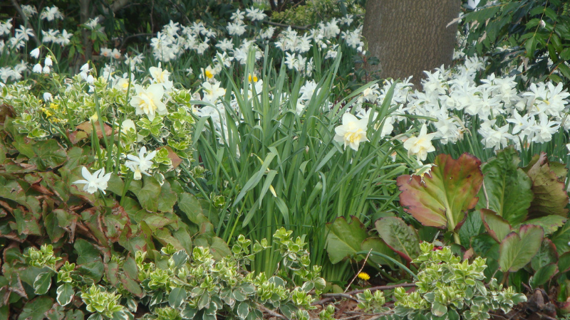 Flowers 0004 .png