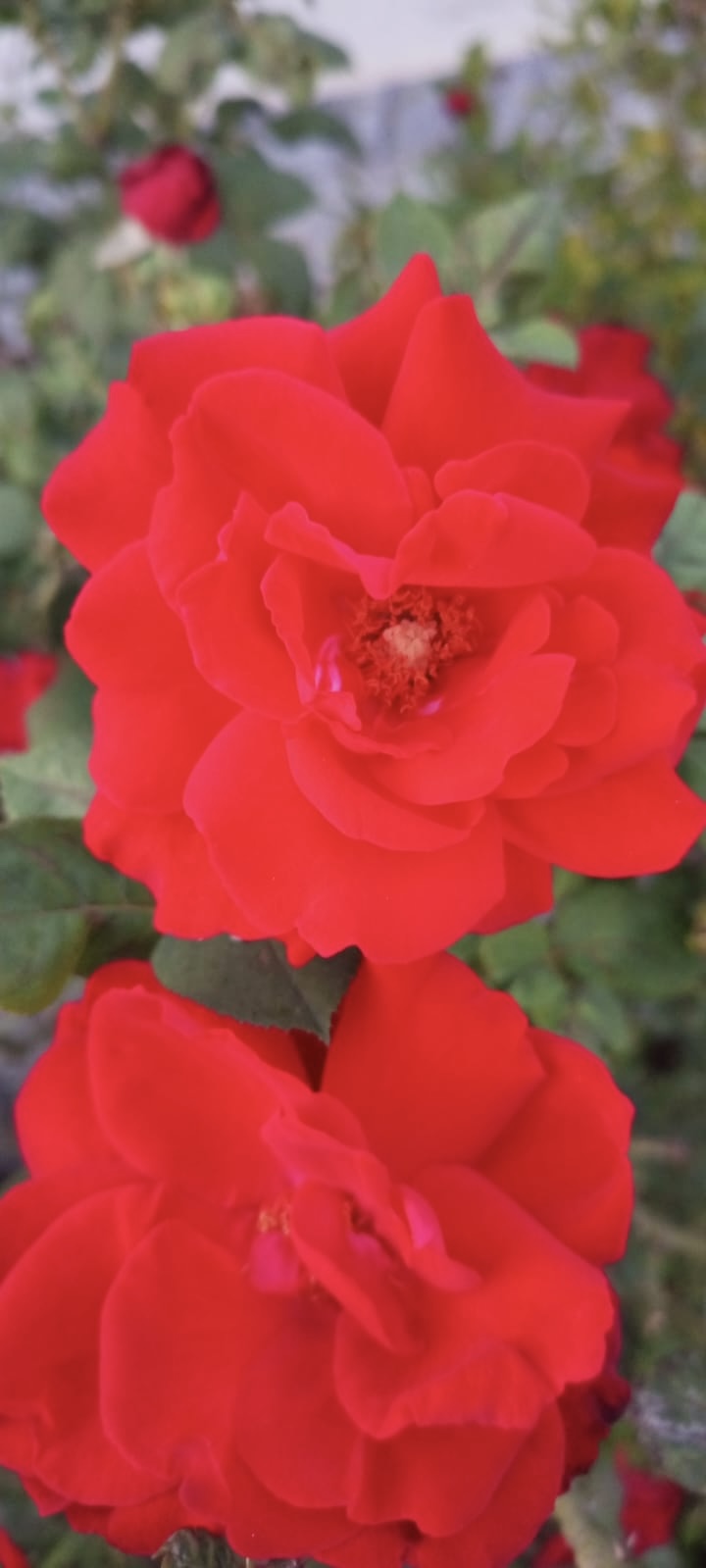 ff1bcd4a-b12a-4abf-b9da-35ef20d44753.jpeg
