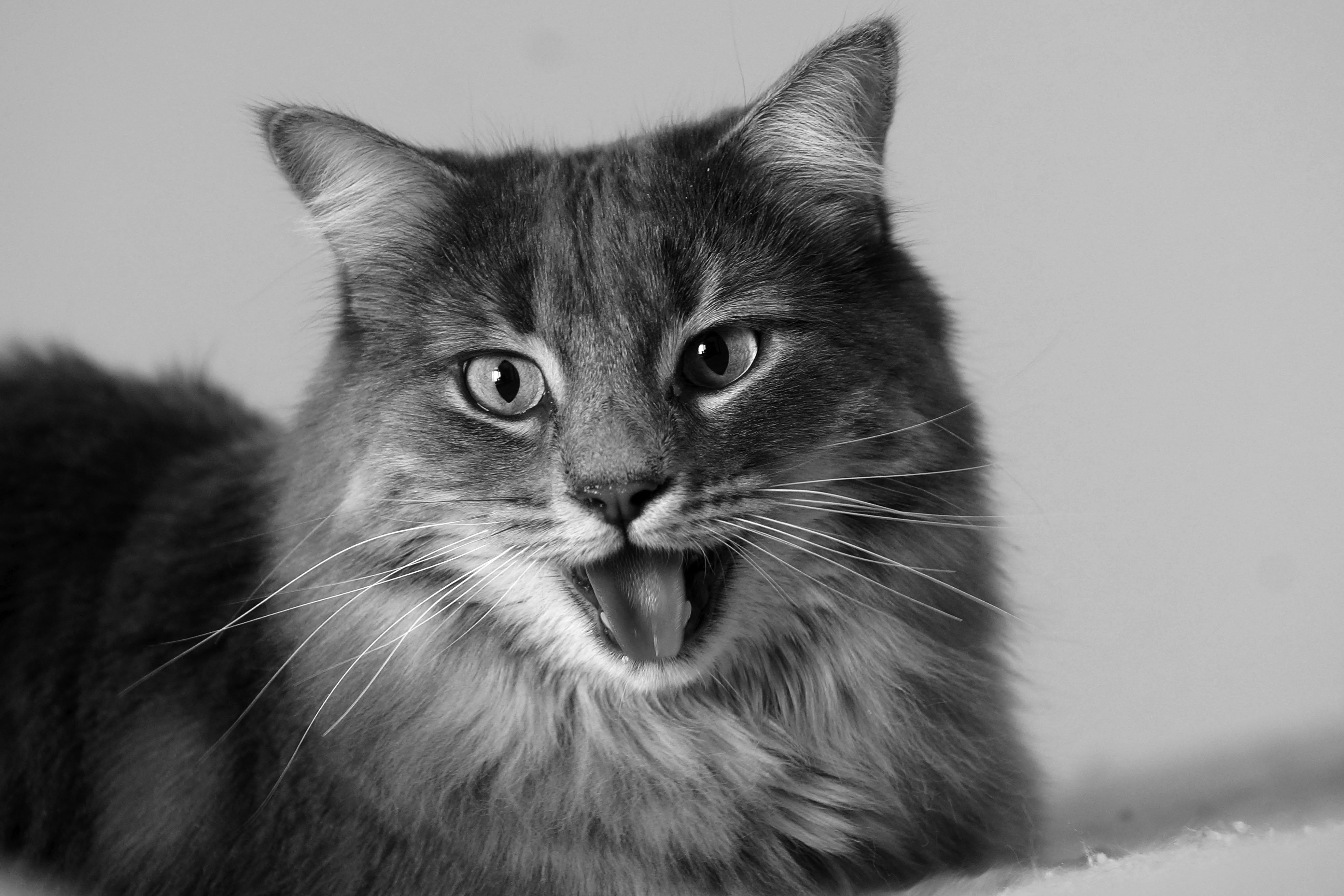 Котенок дышит открыв рот. Морда кота. Кошка с высунутым языком. Кот с приоткрытым ртом. Кошка мяукает.