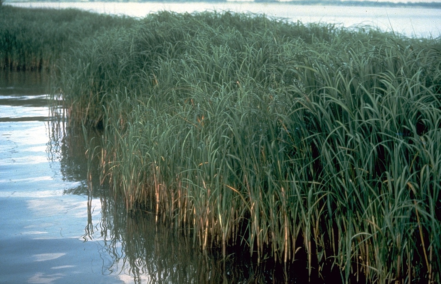 Spartina_alterniflora.jpg
